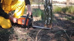 Best Tree Preservation Services  in Buckley, WA