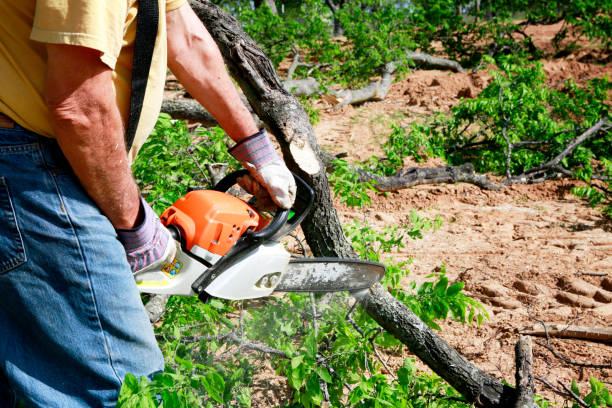 Best Arborist Consultation Services  in Buckley, WA